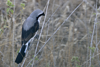 Lanius excubitoroides